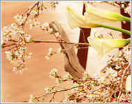 フラワーショップミルエクラ.今までの作品